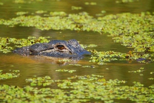 Circuit Coeur de Louisiane, entre Bayous et Plantations 2*-3* pas cher photo 13