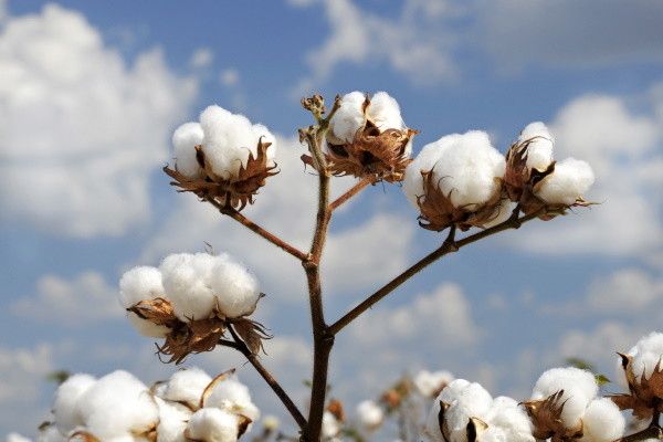 Circuit Panorama des Etats du Sud-Est Américain 2*-3* pas cher photo 10