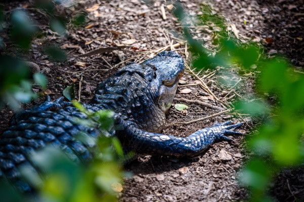 Circuit Panorama des Etats du Sud-Est Américain 2*-3* pas cher photo 15