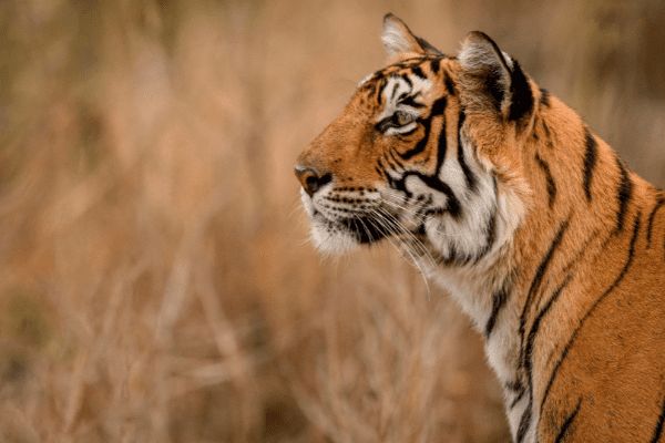 Circuit Sur la route du Taj Mahal au Tigres de Ranthambore pas cher photo 2