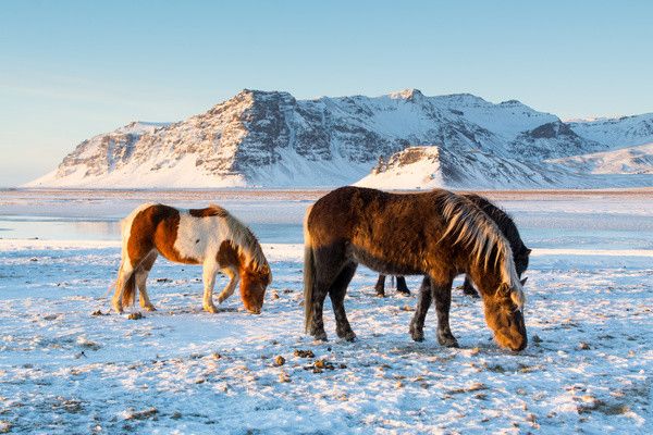 Circuit Toute l'Islande, terre des sagas 3* pas cher photo 17