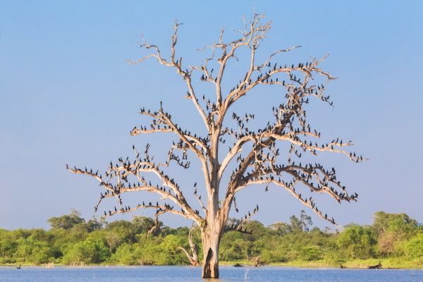 Circuit Splendeurs Insolites de Ceylan 3* pas cher photo 9