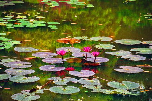 Circuit Splendeurs Insolites de Ceylan 3* pas cher photo 13