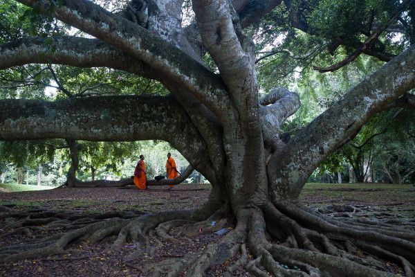 Circuit Splendeurs Insolites de Ceylan 3* pas cher photo 15
