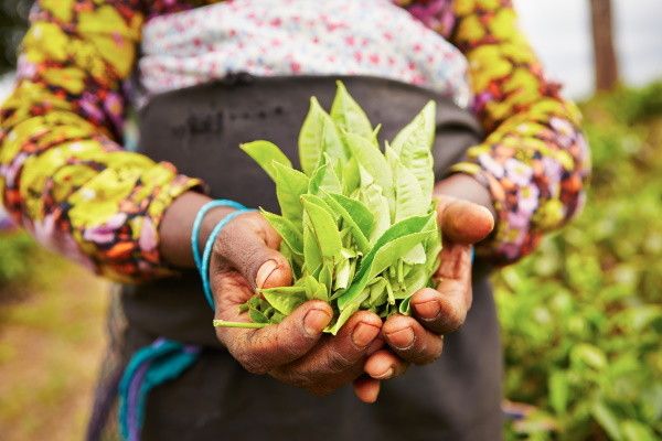 Circuit Splendeurs Insolites de Ceylan 3* pas cher photo 19