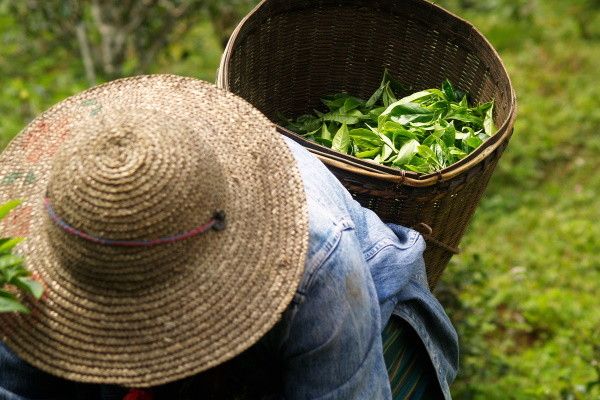Circuit Splendeurs Insolites de Ceylan 3* pas cher photo 28