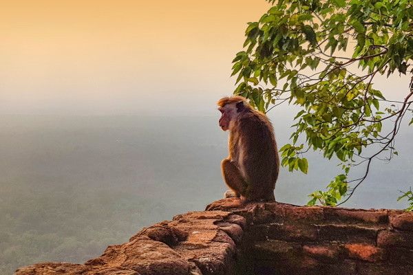 Circuit Splendeurs Insolites de Ceylan 3* pas cher photo 29