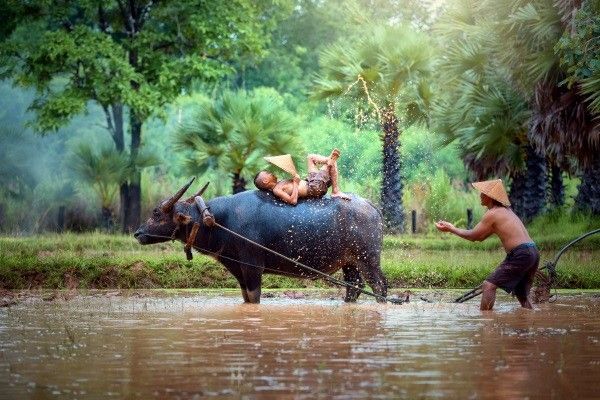 Circuit Merveilleux Vietnam en privatif 4* pas cher photo 12
