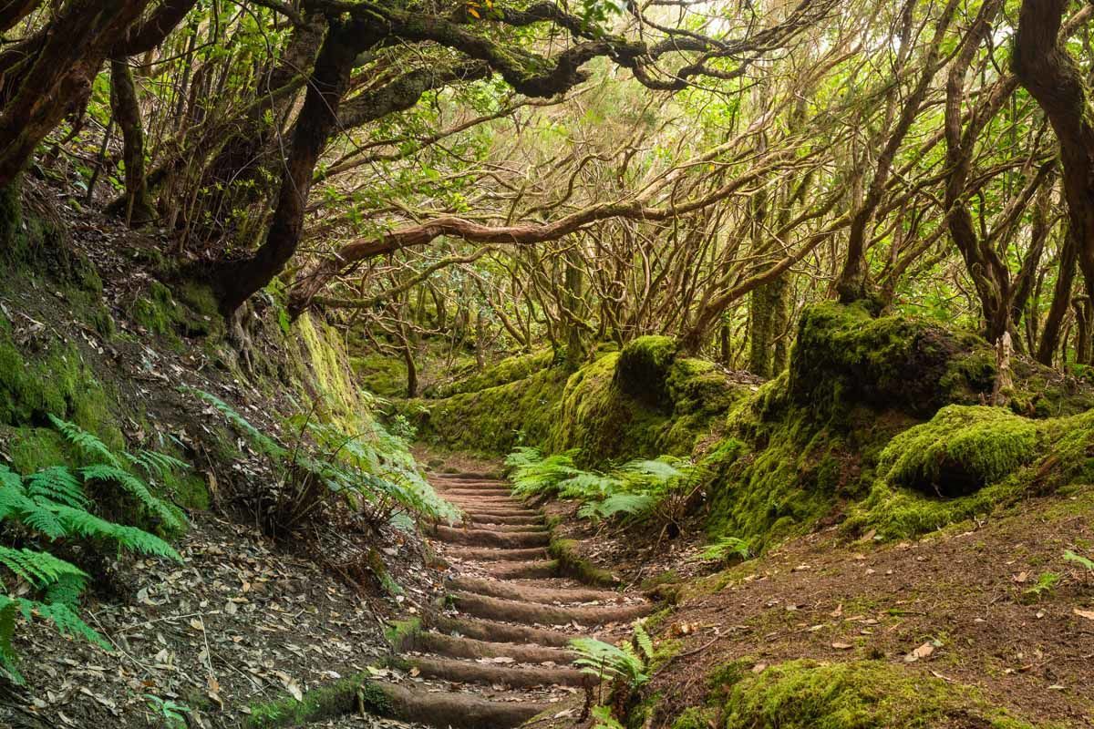 Circuit Echappée canarienne depuis l'hôtel Riu Buenavista 4* - Arrivée aéroport Tenerife Sud pas cher photo 4