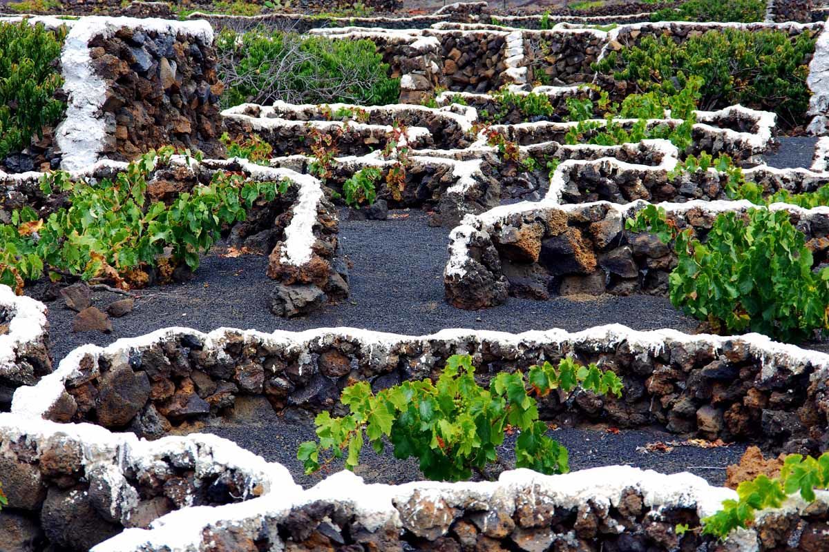 Circuit Echappée canarienne depuis l'hôtel Riu Buenavista 4* - Arrivée aéroport Tenerife Sud pas cher photo 8