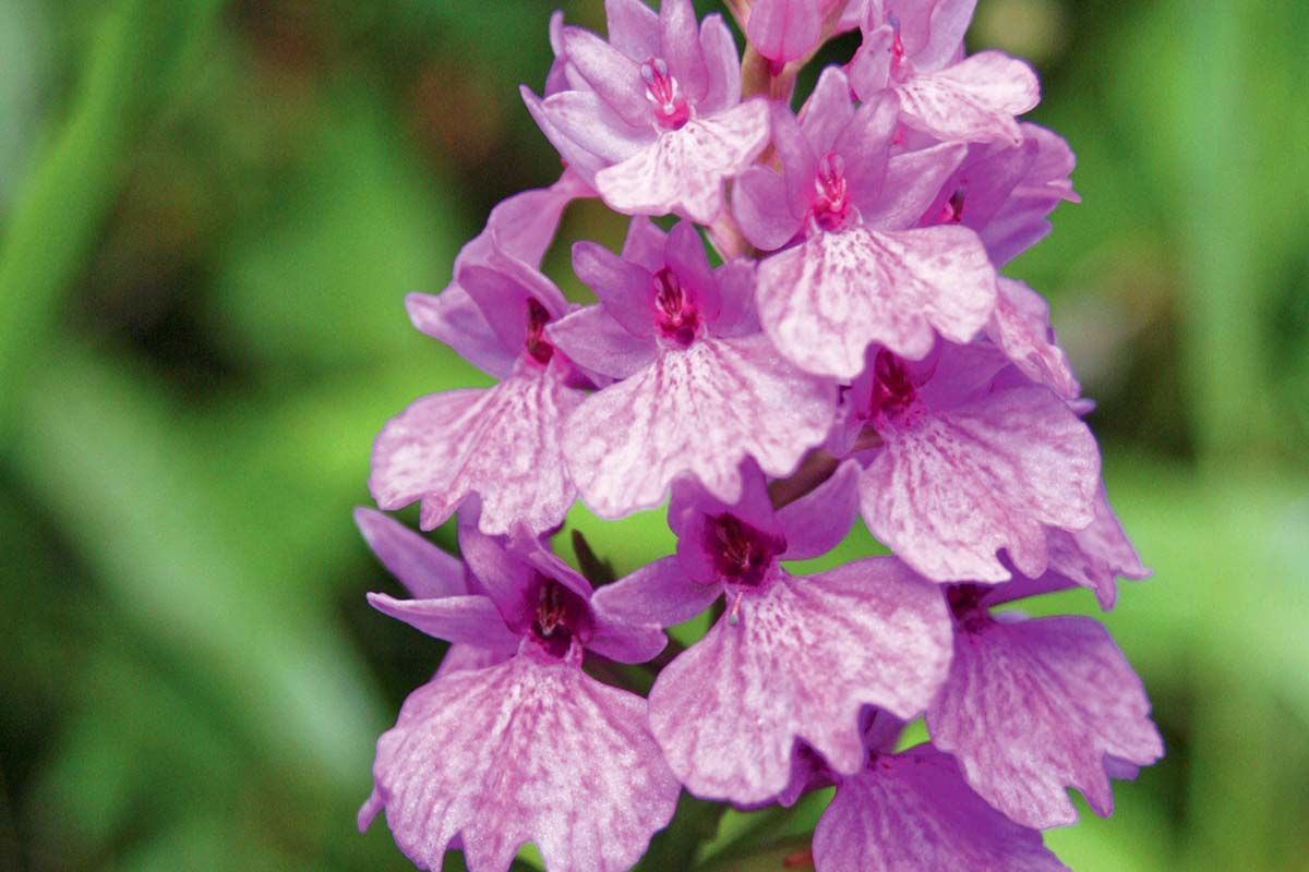 Circuit Echappée Sentiers de Madère depuis le Madeira Panoramico 4* pas cher photo 11