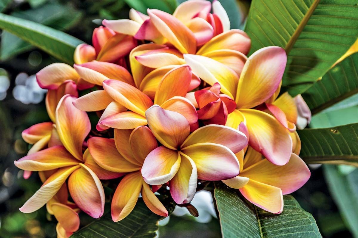 Autotour La route des Fleurs pas cher photo 5