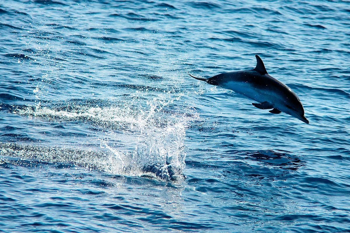 Circuit Echappée entre Terre et Mer à Madère depuis le Riu Madeira 4* pas cher photo 4
