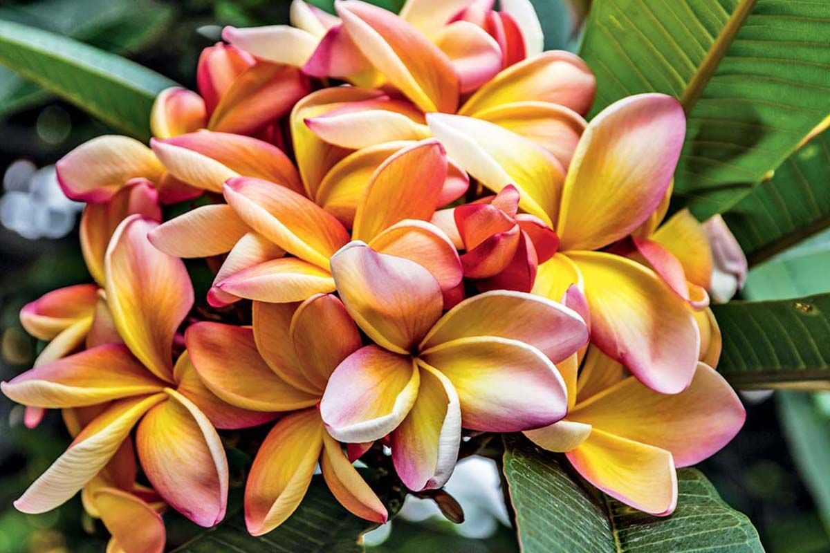 Circuit Echappée entre Terre et Mer à Madère depuis le Riu Madeira 4* pas cher photo 20