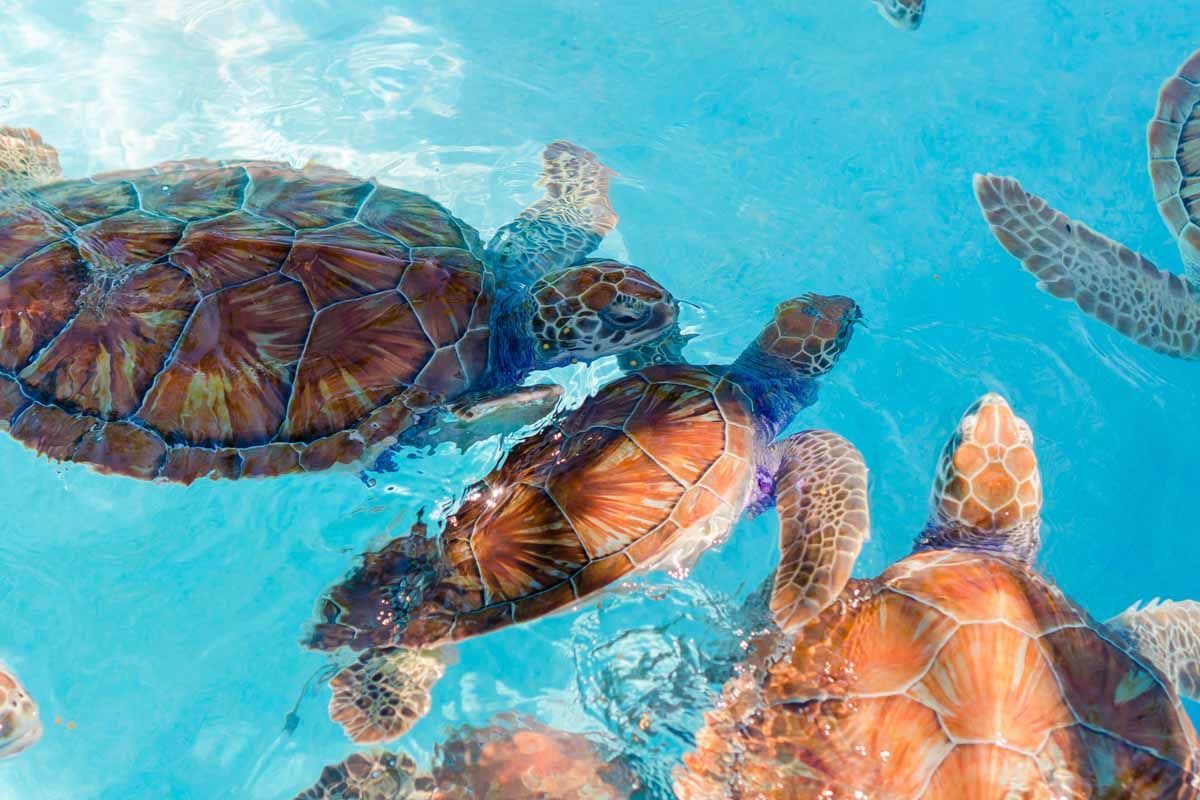 Circuit Echappée Mexicaine Active depuis le Héliades Signature Dreams Jade Resort & Spa 5* pas cher photo 4