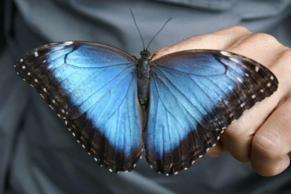 Autotour Le Costa Rica des Caraïbes au Pacifique pas cher photo 3