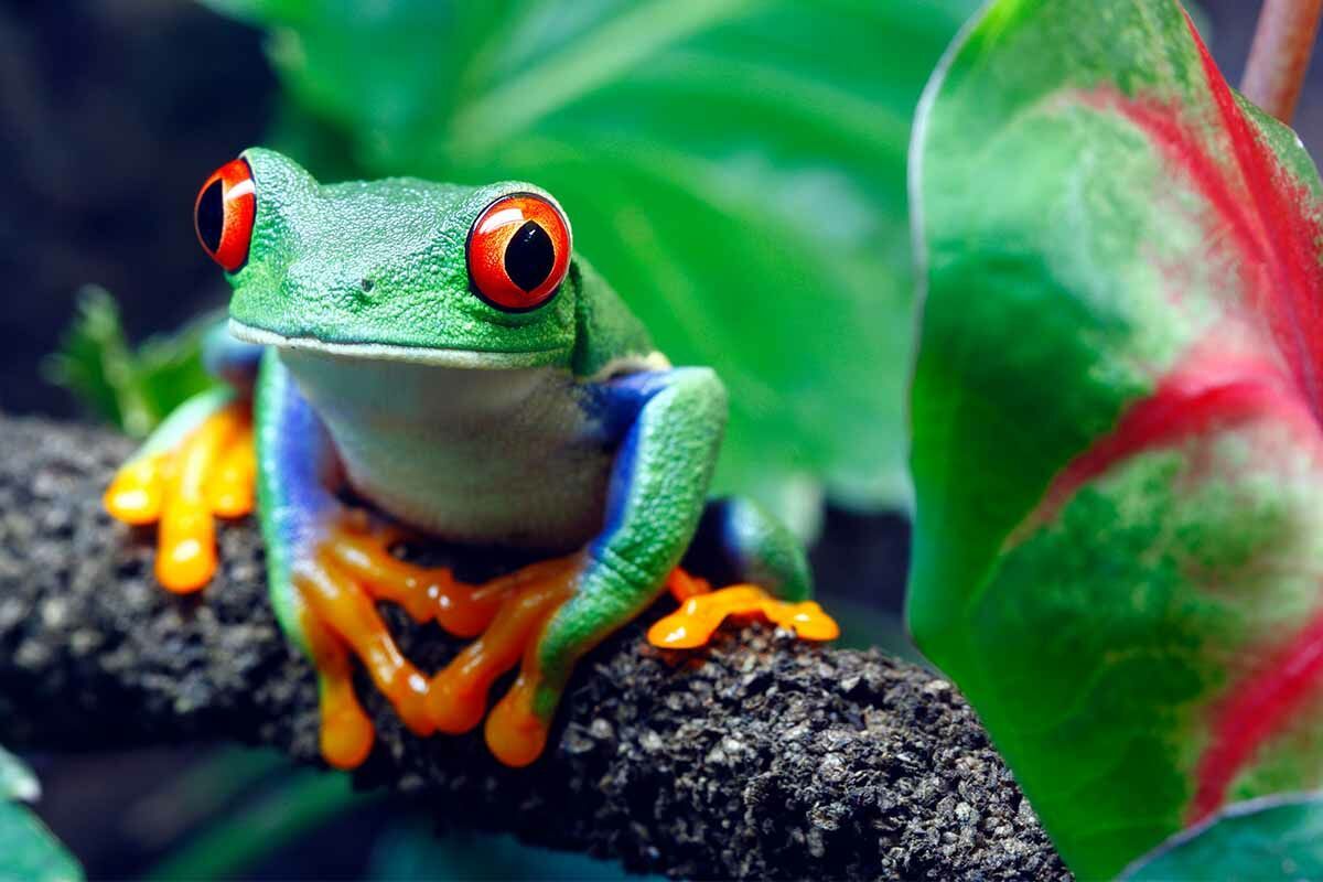 Autotour Le Costa Rica des Caraïbes au Pacifique pas cher photo 7