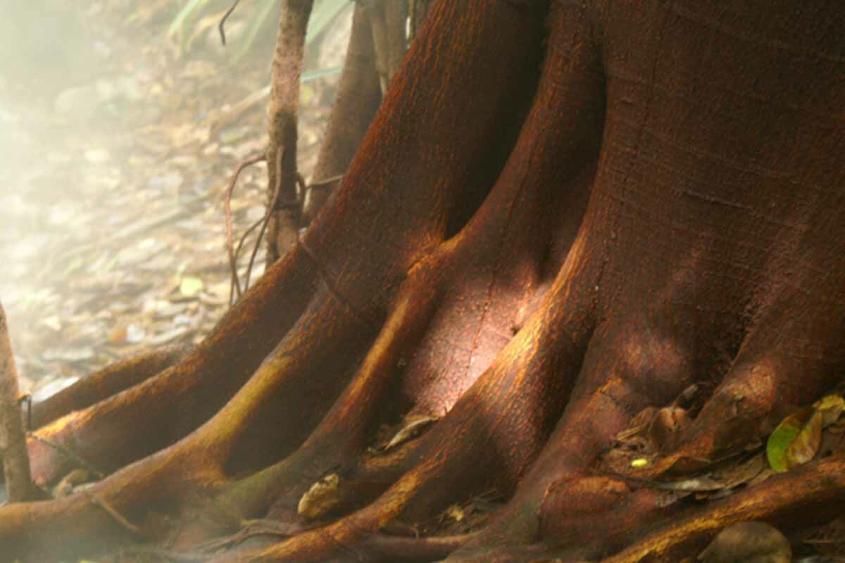 Autotour Le Costa Rica des Caraïbes au Pacifique pas cher photo 10