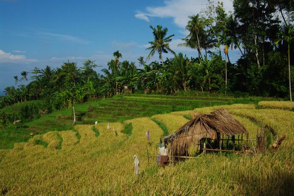 Circuit Balade à Bali en privatif pas cher photo 10