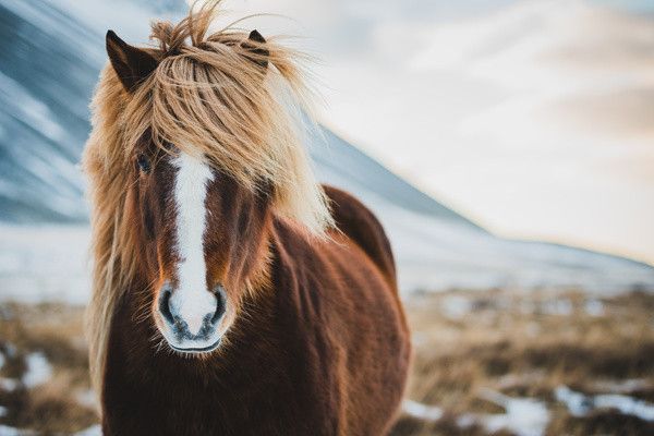Autotour Balade à la conquête de l'Islande pas cher photo 20