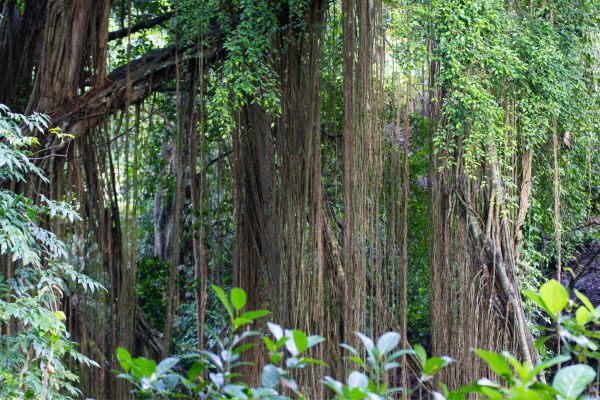 Combiné Bali, Ubud et plages PROMO 14 ou 15 jours pas cher photo 22