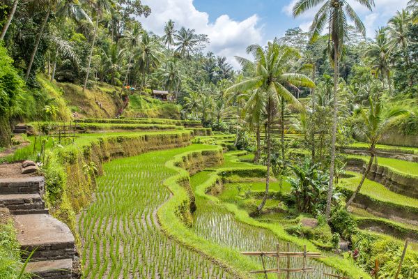 Combiné Jungle Océan et Sable de Bali 4* pas cher photo 27