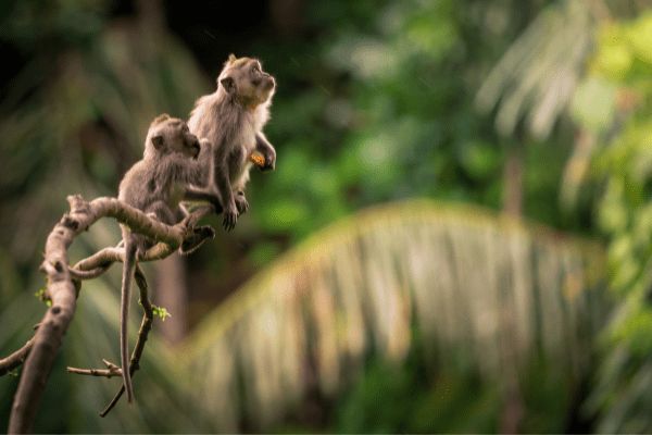 Combiné Jungle Océan et Sable de Bali 4* pas cher photo 20