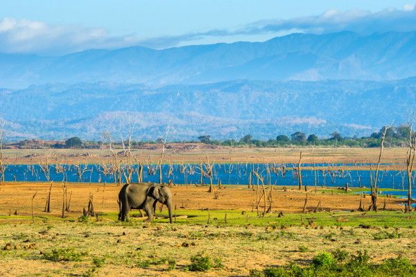 Circuit Ceylan, Perle de l'Océan Indien (privatif) pas cher photo 6