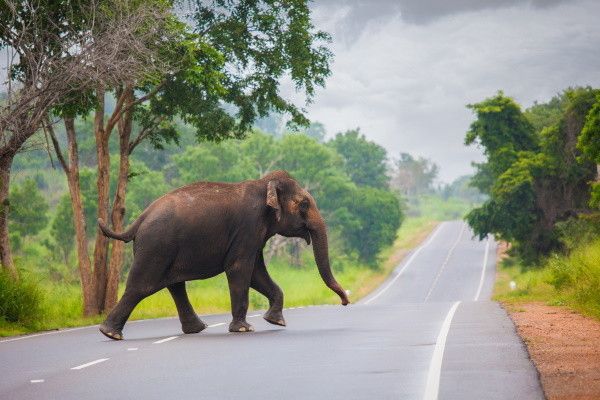 Circuit Ceylan, Perle de l'Océan Indien (privatif) pas cher photo 18