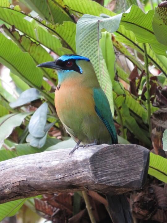 Circuit Liberté de Tortuguero aux Plages du Pacifique 3* pas cher photo 7