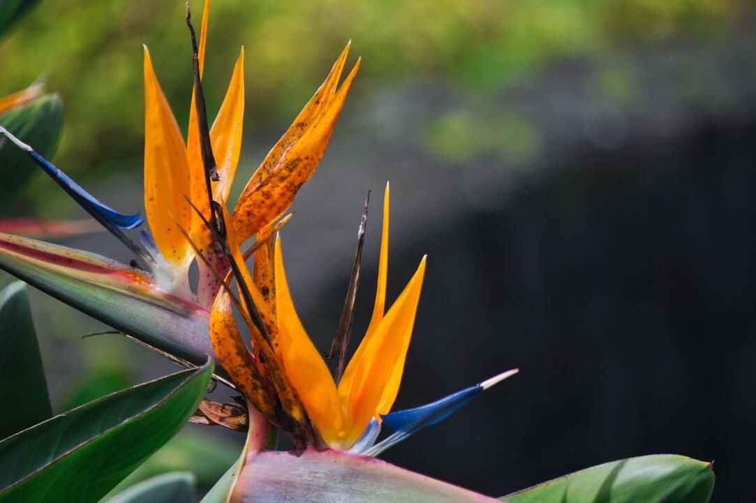 Circuit Liberté de Tortuguero aux Plages du Pacifique 3* pas cher photo 17