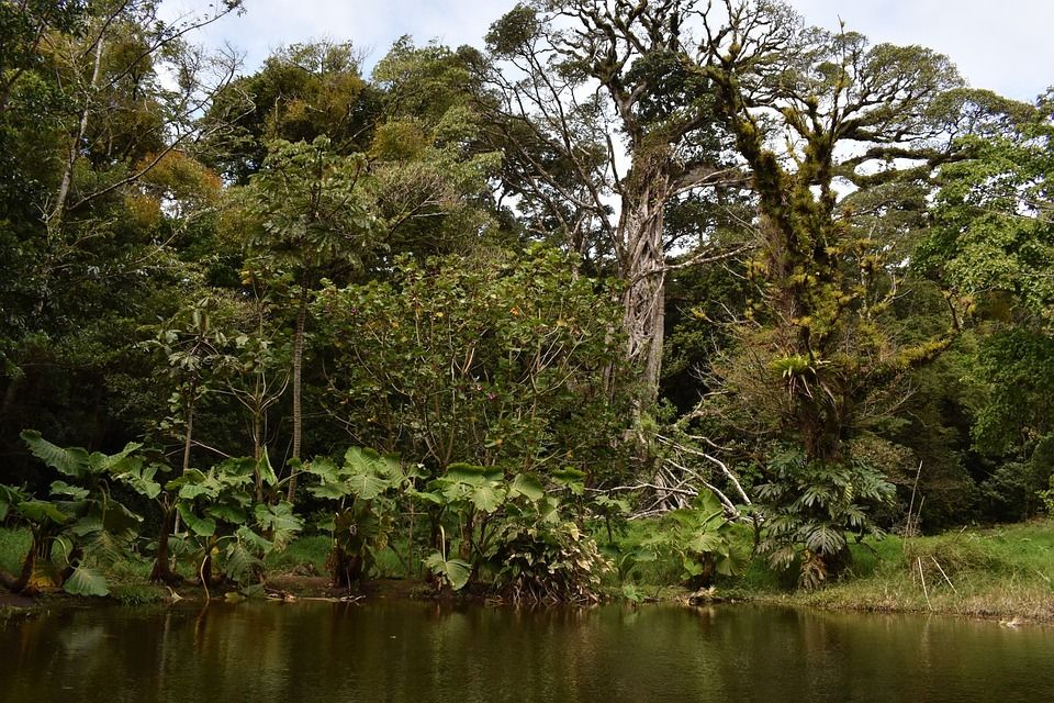 Circuit Entre Jungles et Forêts du Costa Rica avec extension Playa Samara 3* pas cher photo 18