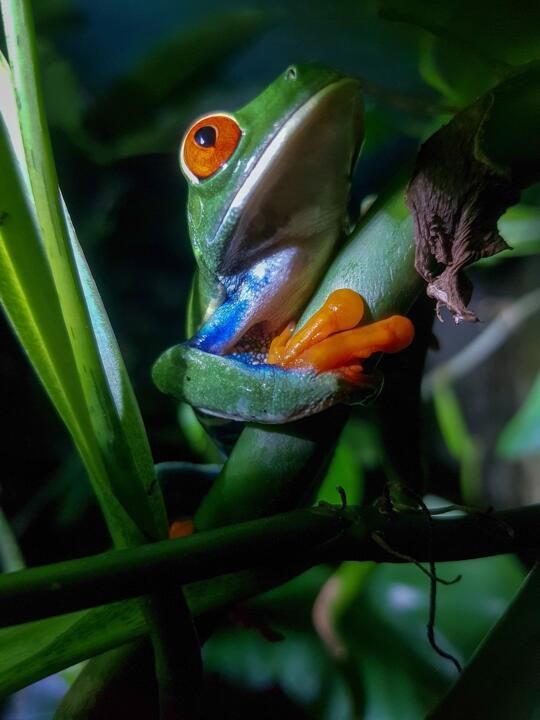 Circuit Entre Jungles et Forêts du Costa Rica avec extension Playa Samara 3* pas cher photo 22