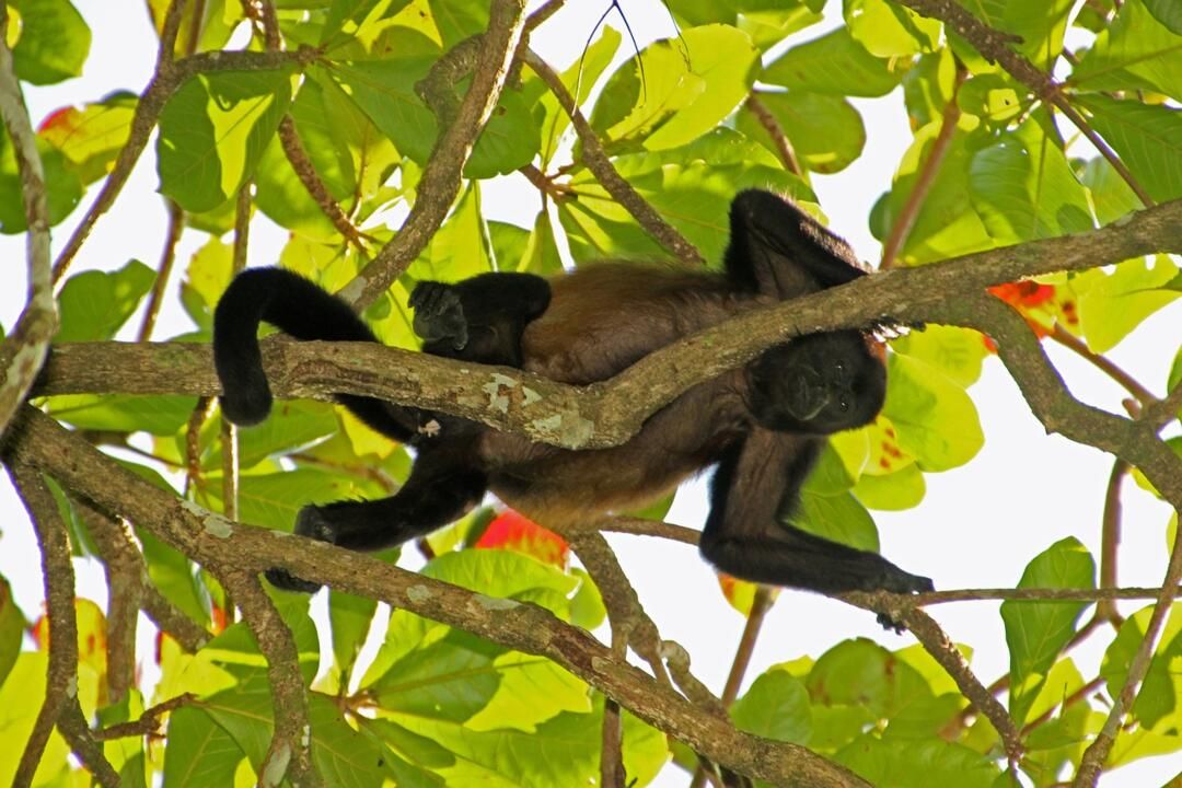 Circuit Entre Jungles et Forêts du Costa Rica avec extension Playa Samara 3* pas cher photo 24