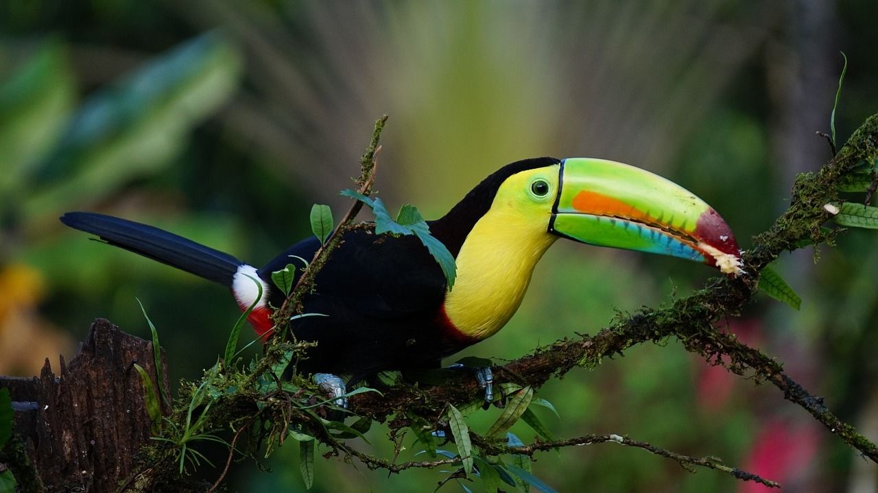 Circuit Entre Jungles et Forêts du Costa Rica avec extension Playa Samara 3* pas cher photo 26
