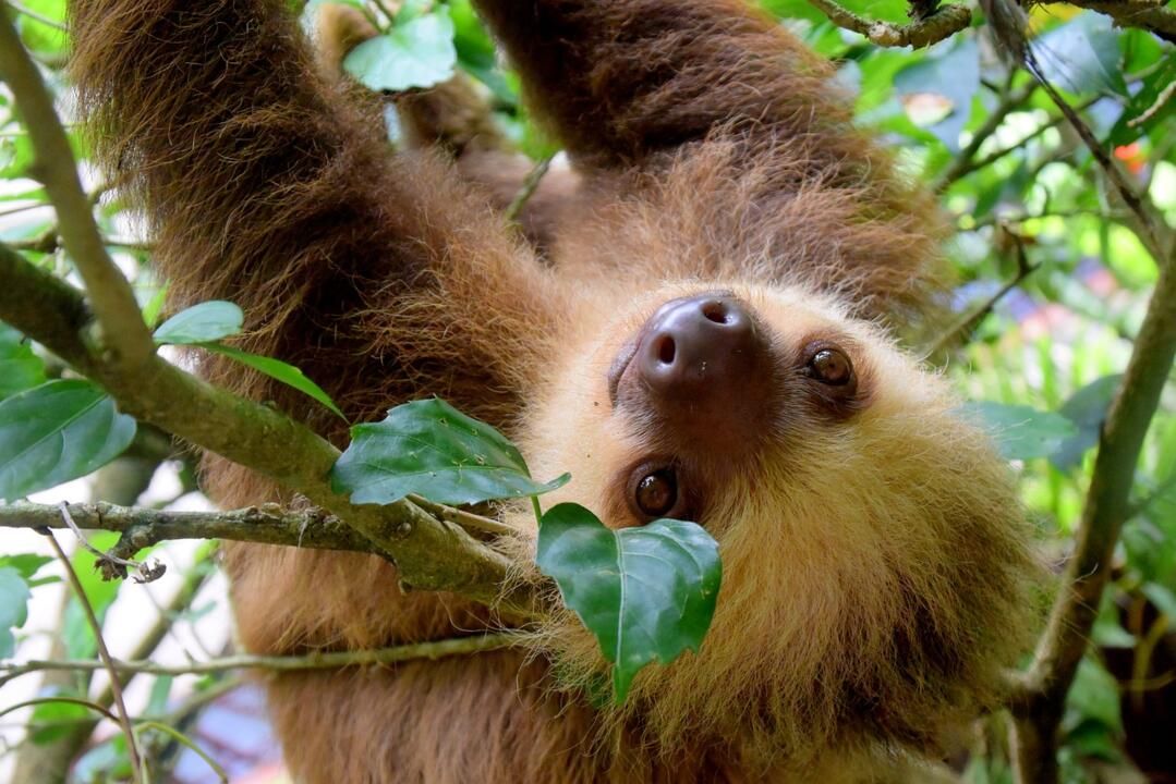 Circuit Entre Jungles et Forêts du Costa Rica avec extension Playa Samara 3* pas cher photo 31