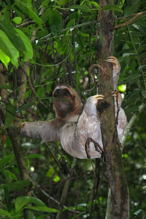 Circuit Entre Jungles et Forêts du Costa Rica avec extension Playa Samara 3* pas cher photo 32