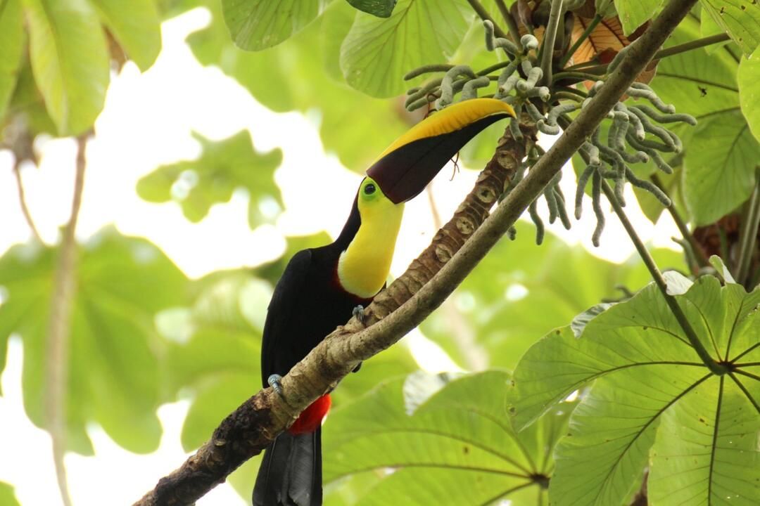 Circuit Entre Jungles et Forêts du Costa Rica avec extension Playa Samara 3* pas cher photo 33