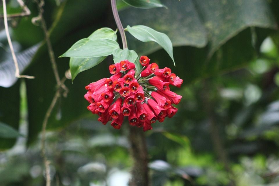 Circuit Entre Jungles et Forêts du Costa Rica avec extension Playa Tambor 3* pas cher photo 13
