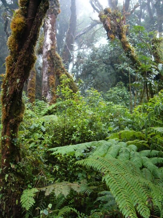 Circuit Entre Jungles et Forêts du Costa Rica avec extension Playa Tamarindo 3* pas cher photo 1