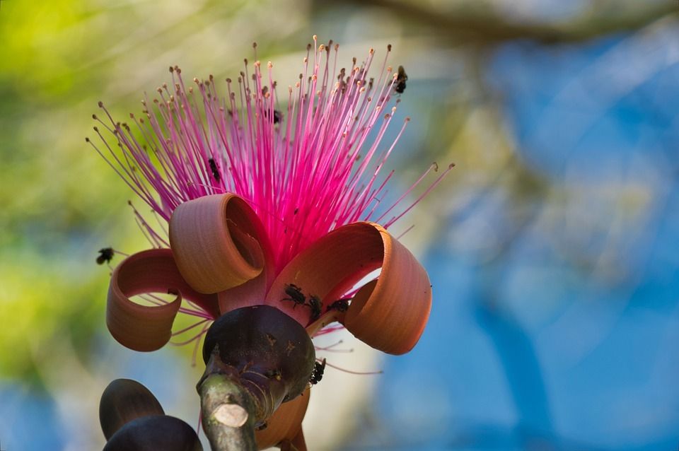 Circuit Entre Jungles et Forêts du Costa Rica avec extension Playa Tambor 3* pas cher photo 16