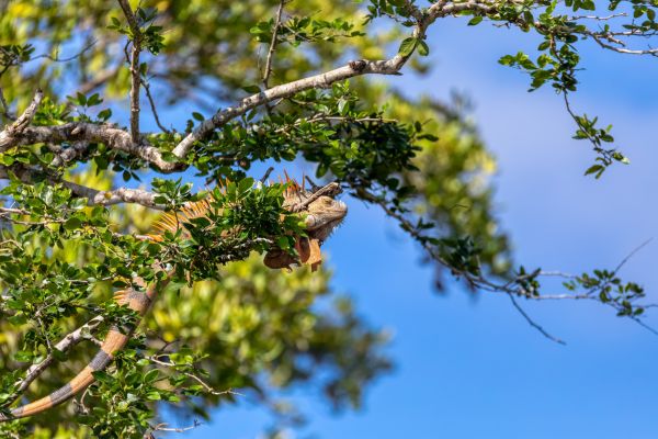 Circuit Autotour Faune & Flore du Costa Rica pas cher photo 4