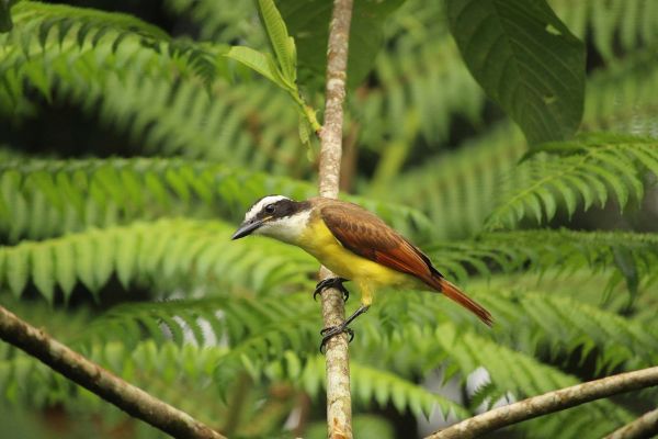 Circuit Autotour Faune & Flore du Costa Rica pas cher photo 9