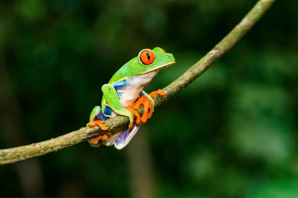 Circuit Autotour Faune & Flore du Costa Rica pas cher photo 15