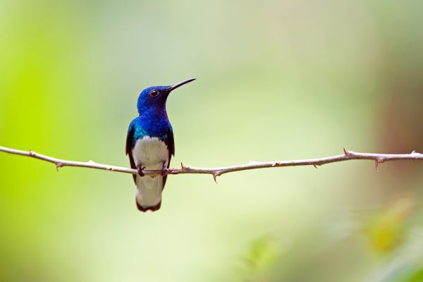 Circuit Autotour Faune & Flore du Costa Rica pas cher photo 18