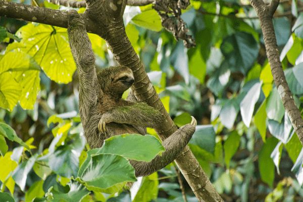 Circuit Autotour Faune & Flore du Costa Rica pas cher photo 27