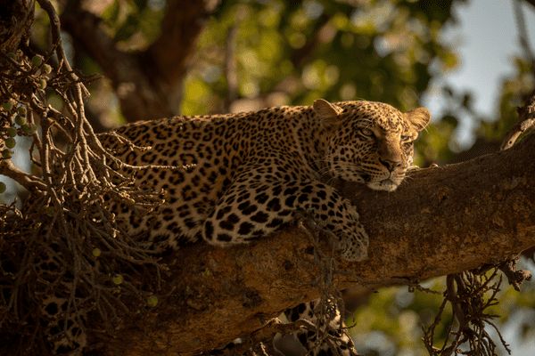 Circuit Autotour Les Chemins de la Découverte et Plage à Samara 3* pas cher photo 4