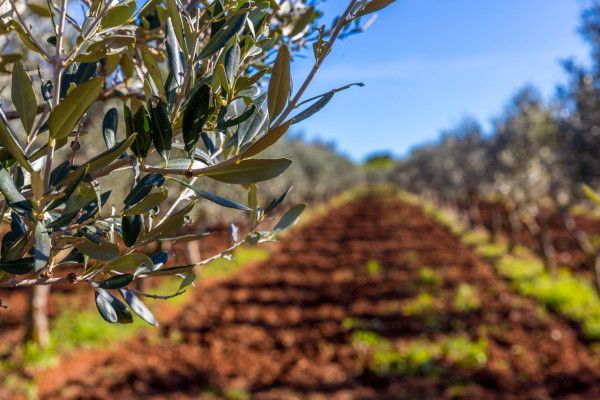 Circuit Essentiel des Pouilles 4* pas cher photo 10