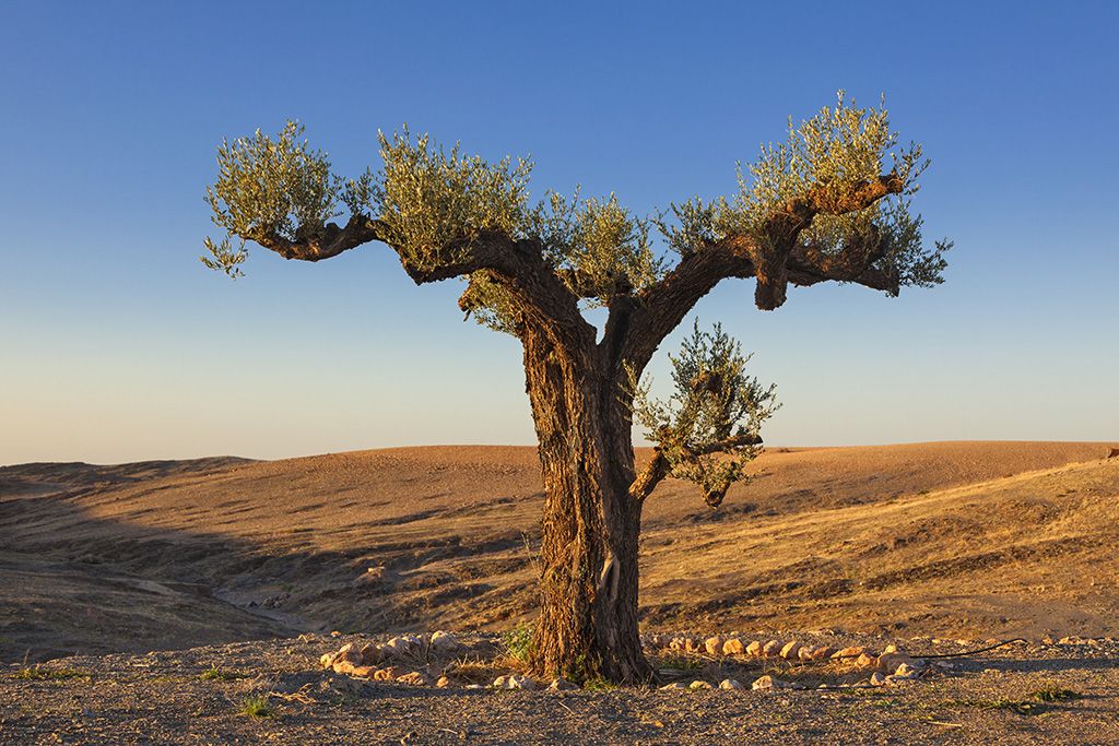 Circuit Entre Mer et Désert 3*-4* pas cher photo 12