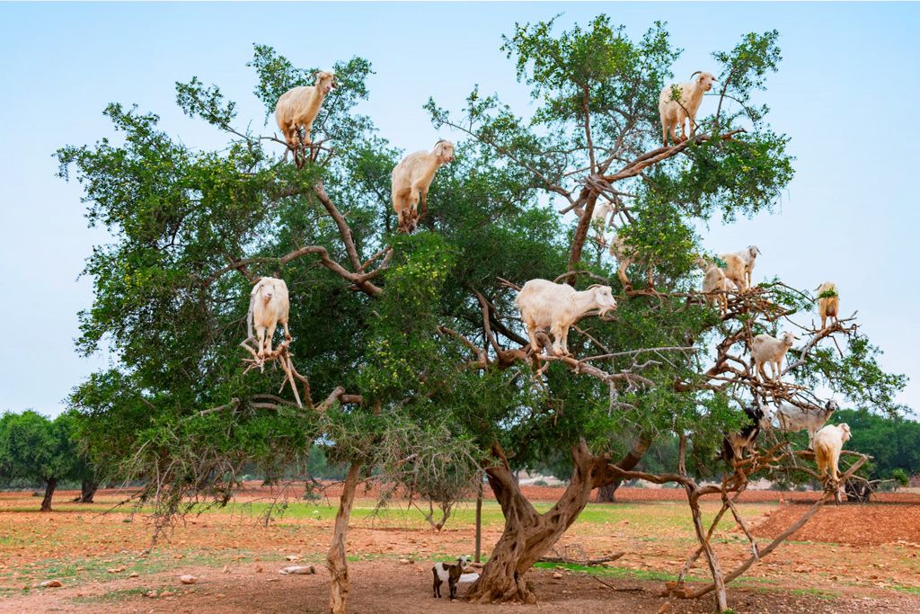 Circuit Entre Mer et Désert 3*-4* pas cher photo 13